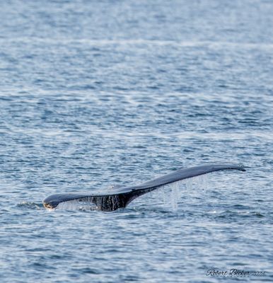 Humpback Whale