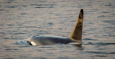 Orca