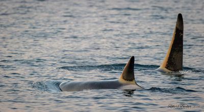 Orca