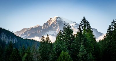 Mt. Rainier Longmire View