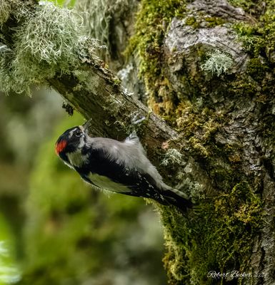 Downy Woodpecker