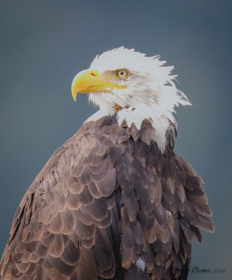 Bald Eagle