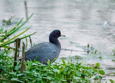 Rails and Coots