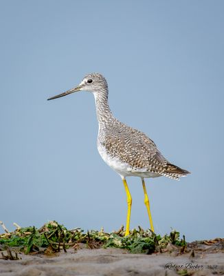 Greater Yellowlegs