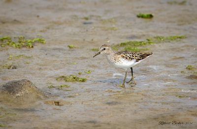 Sanderling