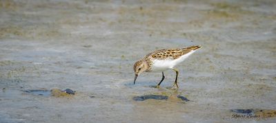Sanderling