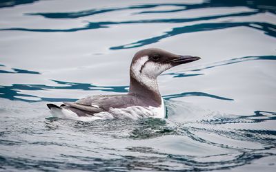 Common Murre