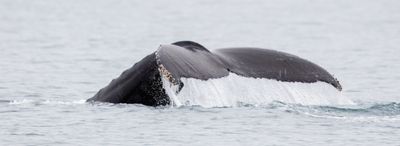 Humpback Whale