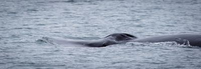 Humpback Whale