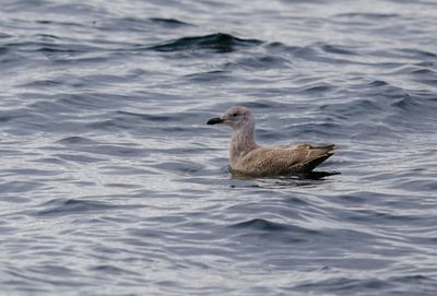 Glaucous-Winged Gull