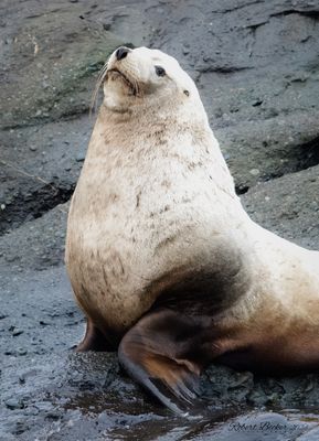 Steller Sea Lion