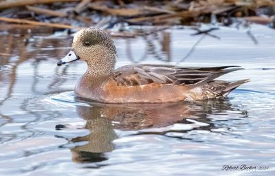 American Widgeon