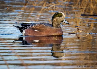 American Widgeon