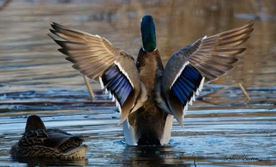 Mallard