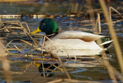 Mallard