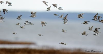 Dunlins