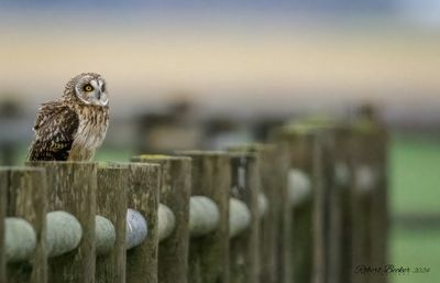 Short Eared Owl