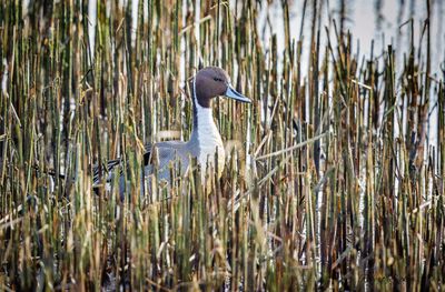 Pintail