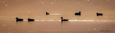 Pintail Silhouette