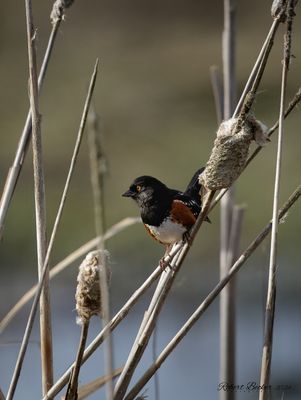 Spotted Towhee