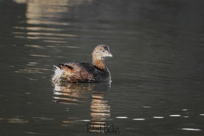 Pied Bill Grebe