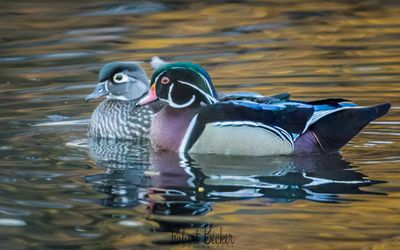 Wood Ducks