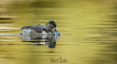 Ring Necked Duck Female