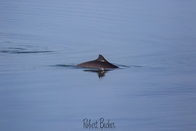 Harbor Porpoise