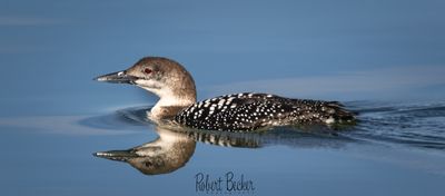 Common Loon