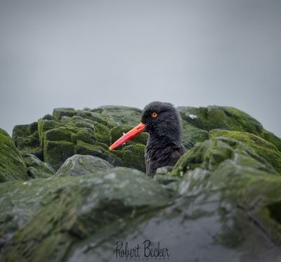Oyster Catcher
