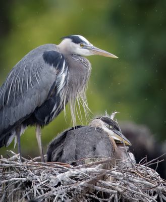 Bitterns, Herons and Ibis