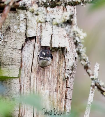 Woodpeckers