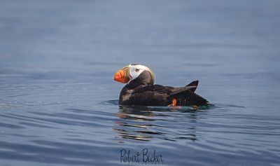 Tufted Puffin