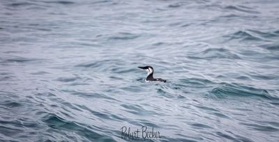 Common Murre