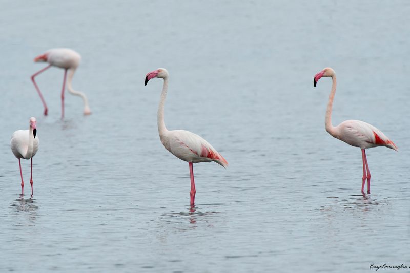 Fenicottero - Flamingo (Phoenicopterus roseus)