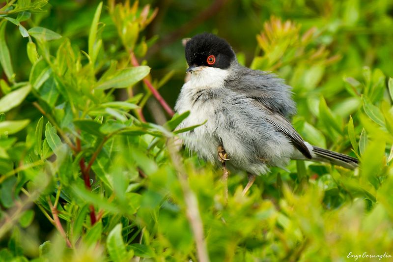 Occhiocotto m. - Sardinian Warbler (Sylvia melanocephala)