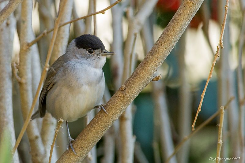 Sylvia atricapilla