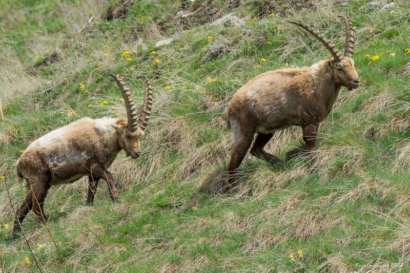 Stambecco (Capra ibex)