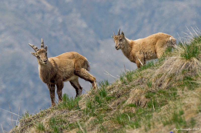 Stambecco (Capra ibex)