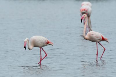 Fenicottero - Flamingo (Phoenicopterus roseus)