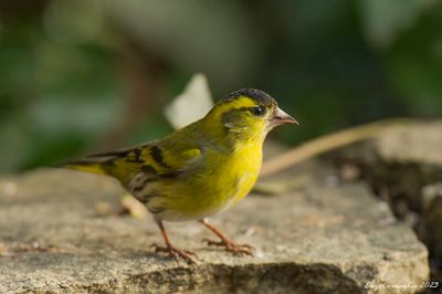 Lucherino (Carduelis spinus)