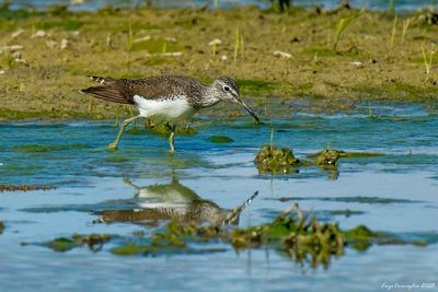 Piro-piro culbianco (Tringa ochropus)