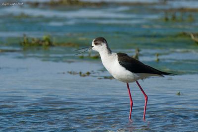 Cavaliere d'Italia (Himantopus himantopus)