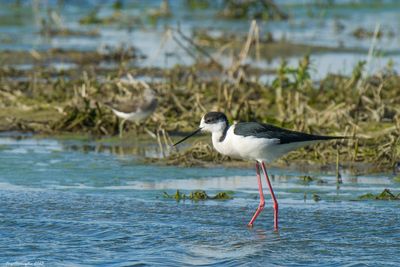 Cavaliere d'Italia (Himantopus himantopus)