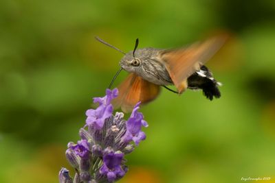 Macroglossum stellatarum