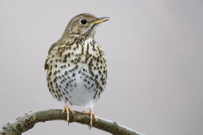 Tordo bottaccio (Turdus philomelos)