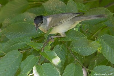 Sylvia atricapilla