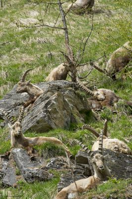 Stambecco (Capra ibex)