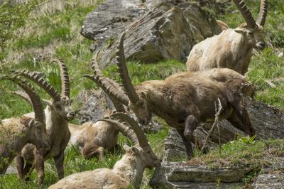 Stambecco (Capra ibex)