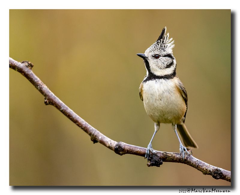 Kuifmees - Crested Tit
